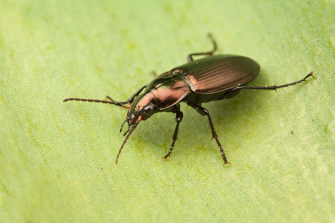Ground Beetle - Poecilus sp